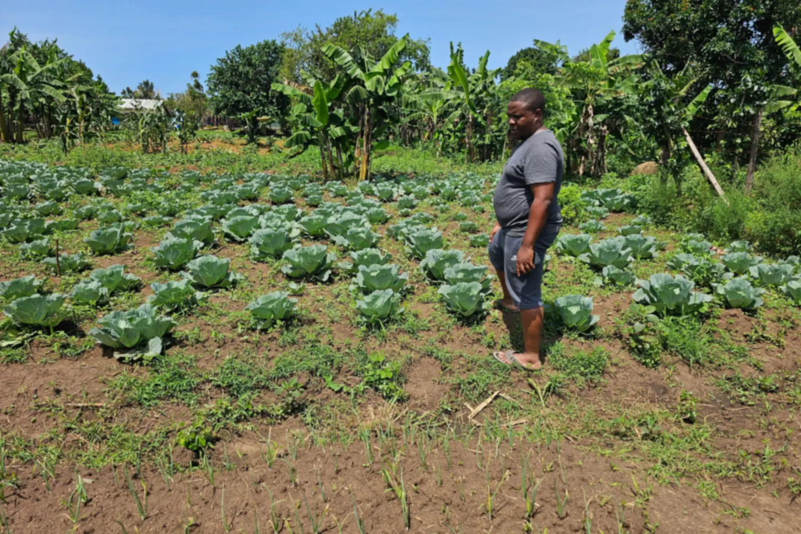 A man stands among rows of cabbages and young onions in the school garden, with banana plants behind him.
